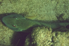 Parrotfish - Yellowtail Parrotfish - Sparisoma rubripinne