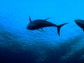 Tunas - Yellowfin Tuna - Thunnus albaceres
