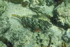 Parrotfish - Yellowtail Parrotfish - Sparisoma rubripinne