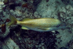 Grunts - White Grunt - Haemulon plumierii