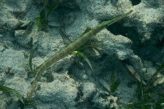 Trumpetfish - Trumpetfish - Aulostomus maculatus