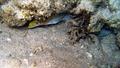 Moray - Banded Moray(Yellowhead Moray) - Gymnothorax rueppelliae