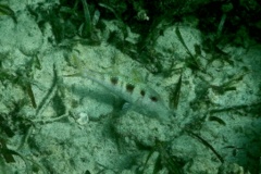 Goatfish - Spotted Goatfish - Pseudupeneus maculatus