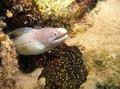 Moray - Geometric Moray - Gymnothorax griseus