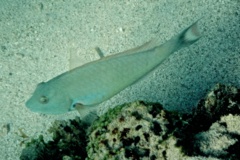 Parrotfish - Redtail Parrotfish - Sparisoma chrysopterum