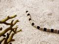 Snake Eels - Harlequin Snake Eel - Myrichthys colubrinus