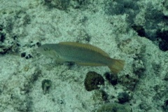 Wrasse - Painted Wrasse - Halichoeres caudalis