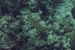 Wrasse - Painted Wrasse - Halichoeres caudalis