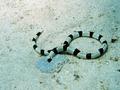 Snake Eels - Harlequin Snake Eel - Myrichthys colubrinus