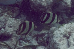 Butterflyfish - Banded Butterflyfish - Chaetodon striatus