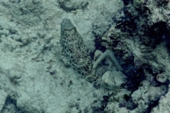 Pufferfish - Checkered Puffer - Sphoeroides testudineus