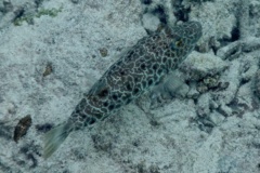 Pufferfish - Checkered Puffer - Sphoeroides testudineus