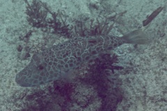 Pufferfish - Checkered Puffer - Sphoeroides testudineus