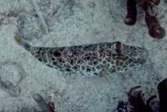 Pufferfish - Checkered Puffer - Sphoeroides testudineus