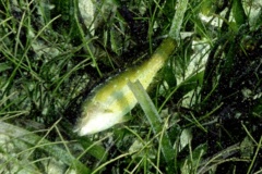 Parrotfish - Bucktooth Parrotfish - Sparisoma radians