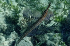 Trumpetfish - Trumpetfish - Aulostomus maculatus