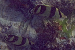 Butterflyfish - Banded Butterflyfish - Chaetodon striatus