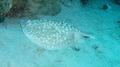 Electric Rays - Panther Electric Ray - Torpedo panthera