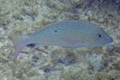 Snappers - Mutton Snapper - Lutjanus analis