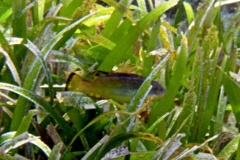 Parrotfish - Bucktooth Parrotfish - Sparisoma radians