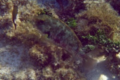 Parrotfish - Bucktooth Parrotfish - Sparisoma radians