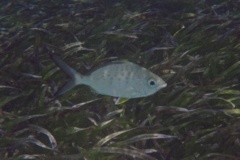 Mojarras - Yellowfin Mojarra - Gerres cinereus