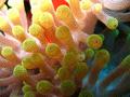 Anemones - Magnificent Sea Anemone - Heteractis magnifica