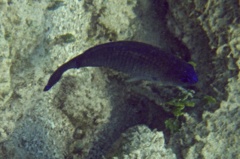 Damselfish - Dusky Damselfish - Stegastes adustus