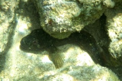 Blennies - Hairy Blenny - Labrisomus nuchipinnis