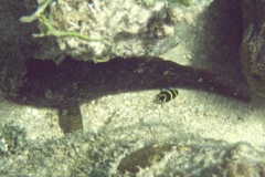 Blennies - Hairy Blenny - Labrisomus nuchipinnis