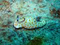 Nudibranch - Fried Egg Nudibranch - Chromodoris annulata