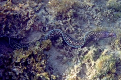 Moray - Spotted Moray - Gymnothorax moringa