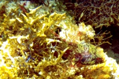 Blennies - Imitator Blenny - Malacoctenus erdmani