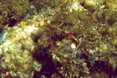 Blennies - Imitator Blenny - Malacoctenus erdmani