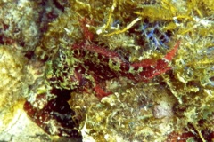 Blennies - Imitator Blenny - Malacoctenus erdmani