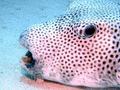 Pufferfish - Star Puffer - Arothron stellatus