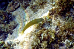 Wrasse - Blackear Wrasse - Halichoeres poeyi