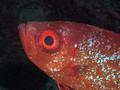 Bigeyes - Glasseye Snapper - Heteropriacanthus cruentatus