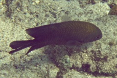 Damselfish - Dusky Damselfish - Stegastes adustus