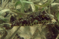 Pufferfish - Bandtail Puffer - Sphoeroides spengleri