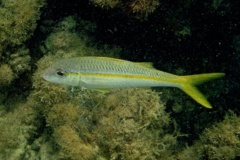 Goatfish - Yellow Goatfish - Mulloidichthys martinicus