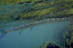 Needlefish - Houndfish - Tylosurus crocodilus