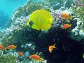 Butterflyfish - Masked Butterflyfish - Chaetodon semilarvatus