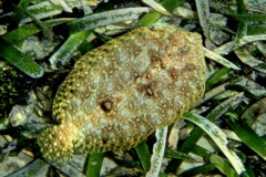 Flounders - Plate Flounder - Bothus lunatus