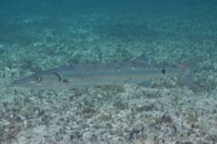 Barracuda - Great Barracuda - Sphyraena barracuda