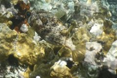 Porcupinefish - Balloonfish - Diodon holocanthus