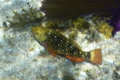 Parrotfish - Stoplight Parrotfish - Sparisoma viride