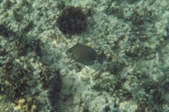 Surgeonfish - Doctorfish - Acanthurus chirurgus