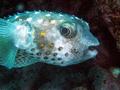 Porcupinefish - Spotbase Burrfish - Cyclichthys spilostylus