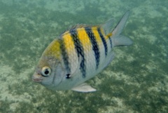 Damselfish - Sergeant Major - Abudefduf saxatilis